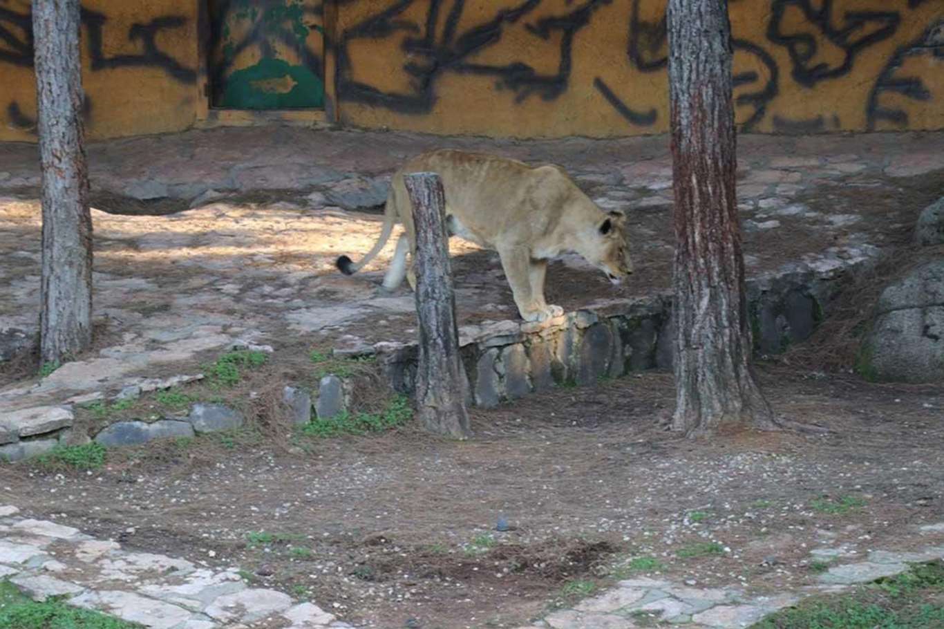 Gaziantep Büyükşehir Belediyesinden aslan saldırısına ilişkin açıklama Gaziantep Büyükşehir Belediyesinden aslan saldırısına ilişkin açıklama
